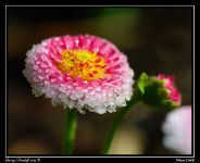DSC_6137.jpg