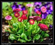 DSC_6130.jpg