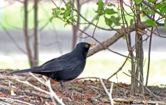 Blackbird LOL.jpg