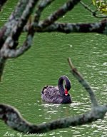 Framed Swan LOL.jpg