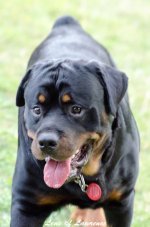 Handsme Rottweiller LOL.jpg