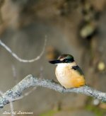 Kingfisher 1 LOL.jpg