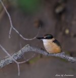 Kingfisher 2 LOL.jpg