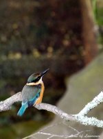 Kingfisher 3 LOL.jpg