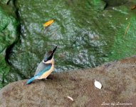 Kingfisher 4 LOL.jpg