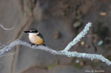 Kingfisher 5 LOL.jpg