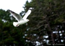 Seagull in flight 2 LOL.jpg