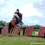 Horse Jumps 5 LOL.jpg