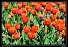 DSC_6345.jpg