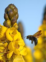 Bee.jpg