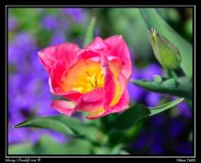 DSC_6343.jpg