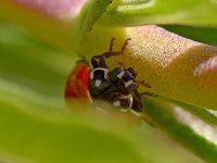 Ladybug.jpg