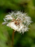 Dandylion2.jpg