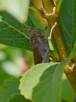 Grasshopper2.jpg