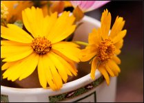 Cup of Sunshine Entry 1.jpg