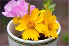 Cup of Sunshine 2.jpg