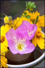 Cup of Sunshine 10.jpg