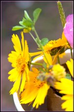 Cup of Sunshine Entry 3.jpg