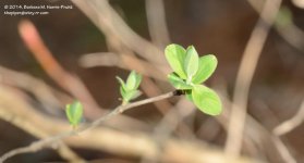 110 Bush-140420_01.jpg