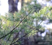 110 Pine Branch-140420_01.jpg