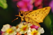 Backyard Macro 6-6-11 020.jpg