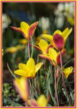 Day 109 Tulip 7.jpg