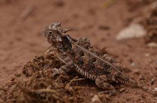 Horned Frog 029.jpg