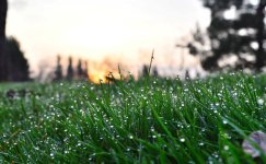 GrassDewSunrise_20140212_071834.jpg