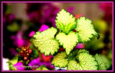 Green Leaves.jpg