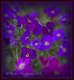 Purple Flowers.jpg