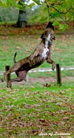 Leaping dog LOL.jpg