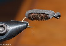 Beetle (1 of 1).jpg