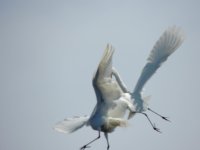 DSCN9870.jpg
