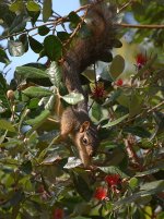 Squirrel.jpg