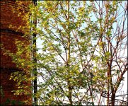 spring tree.jpg