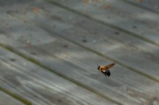 DSC_1586-20140421 (1024x675).jpg