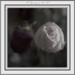 flowers 2.jpg