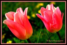 Two Pink Tulips.jpg