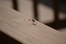 DSC_0322[1].jpg