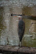 DSC_1604-20140422 (682x1024).jpg