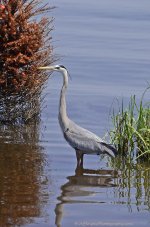 _DSC4616.jpg