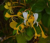 HoneySuckle.jpg