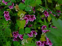 Geranium.jpg