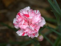 Carnation.jpg
