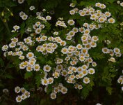Daisy.jpg