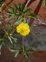 TellowFlower.jpg