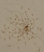 LongLegs.jpg