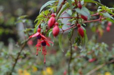 dangly flowers.jpg