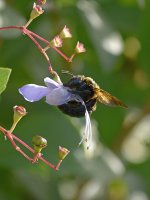 Bee.jpg