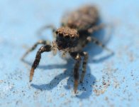 Jumping Spider 1.jpg